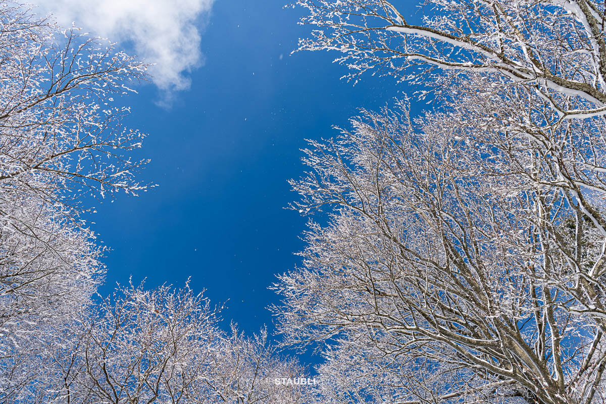 verschneite Baumkronen mit blauem Himmel