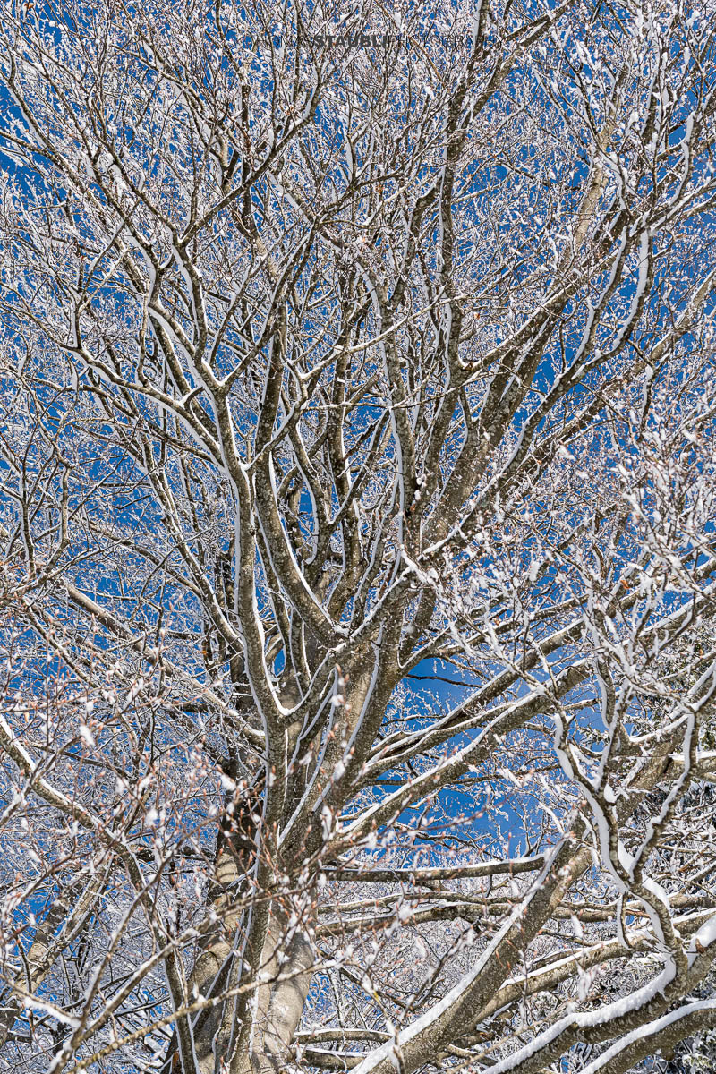 verschneite Äste mit blauem Himmel im Hintergrund