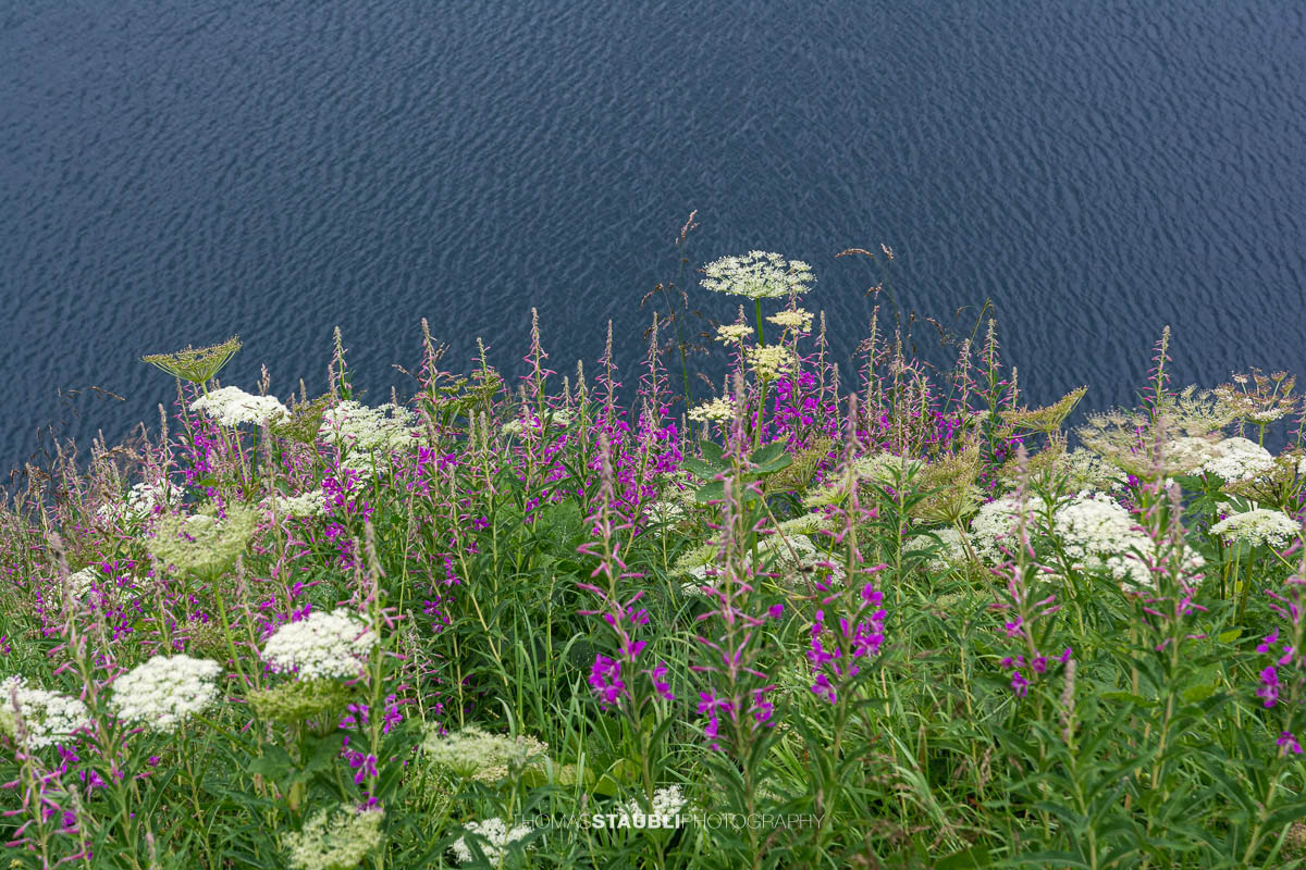 Schmalblättriges Weidenröschen (Epilobium angustifolium)