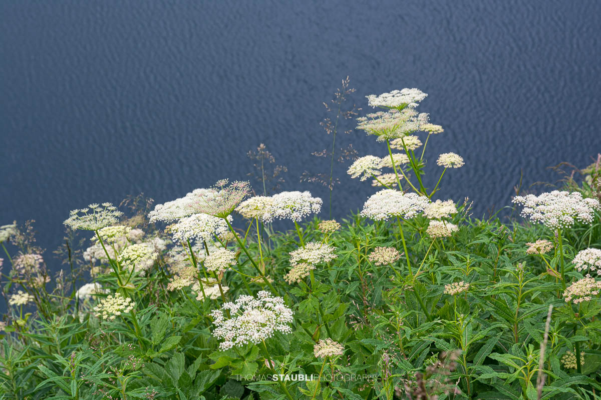 Wiesen-Bärenklau (Heracleum sphondylium)