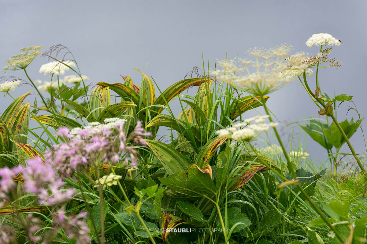 Wiesen-Bärenklau (Heracleum sphondylium) und Weisser Germer (Veratrum album)