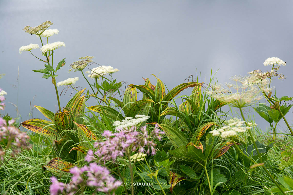 Wiesen-Bärenklau (Heracleum sphondylium) und Weisser Germer (Veratrum album)
