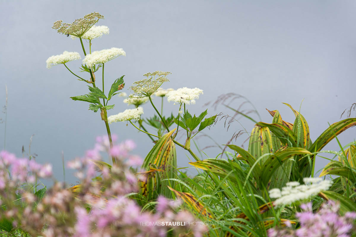 Wiesen-Bärenklau (Heracleum sphondylium) und Weisser Germer (Veratrum album)
