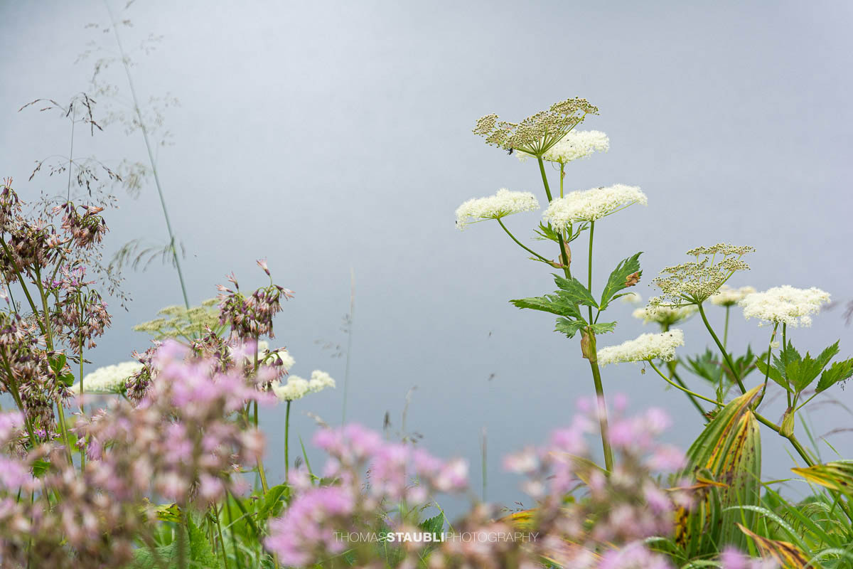 Wiesen-Bärenklau (Heracleum sphondylium) und Weisser Germer (Veratrum album)