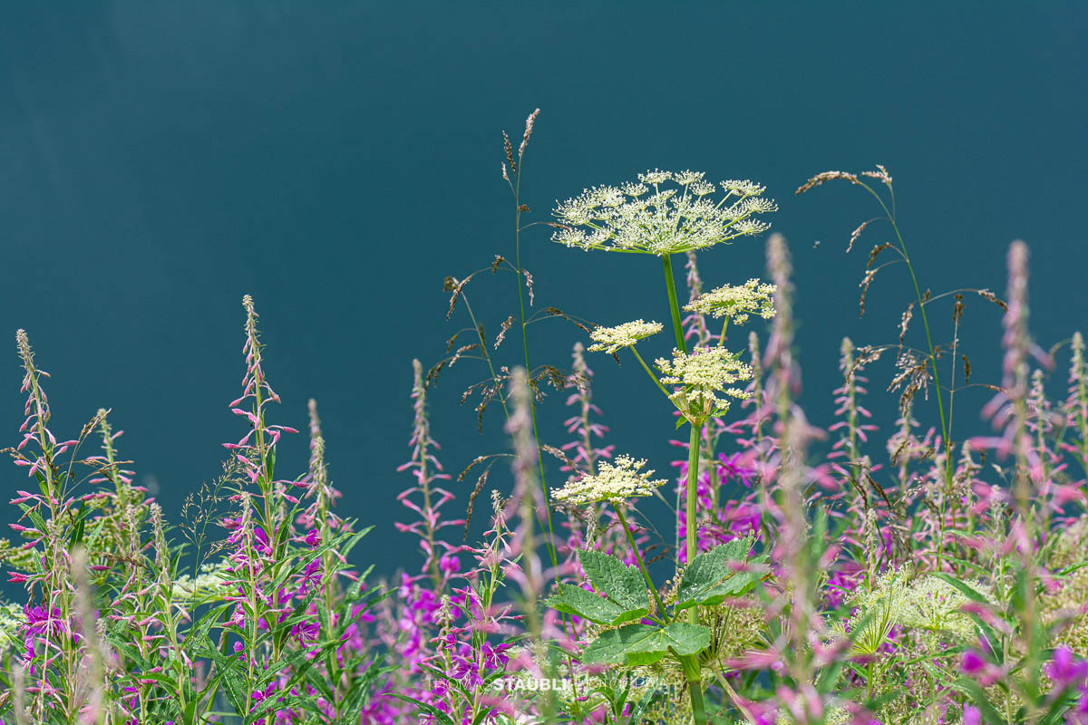 Wiesen-Bärenklau (Heracleum sphondylium) und Schmalblättriges Weidenröschen (Epilobium angustifolium)