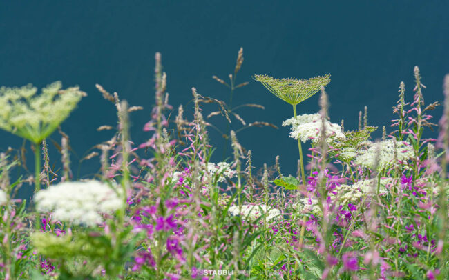 Wiesen-Bärenklau (Heracleum sphondylium) und Schmalblättriges Weidenröschen (Epilobium angustifolium)