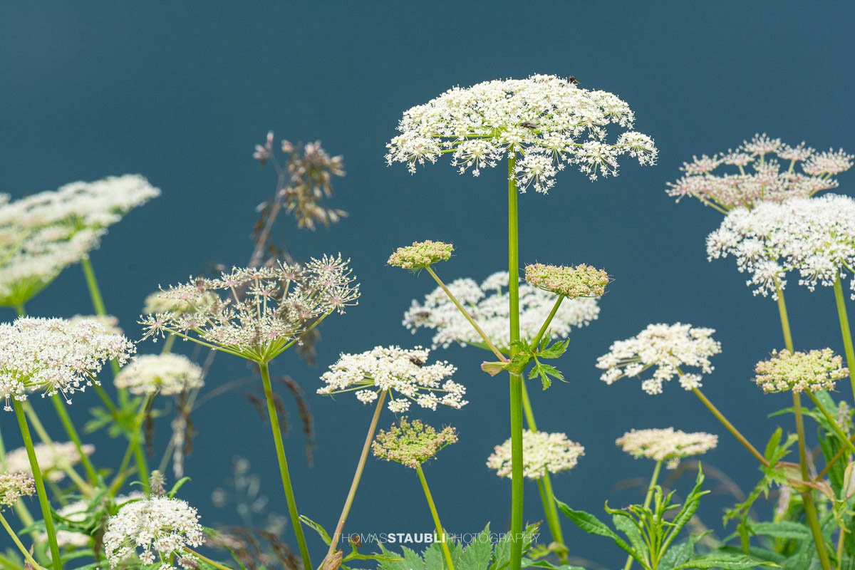 Wiesen-Bärenklau (Heracleum sphondylium)