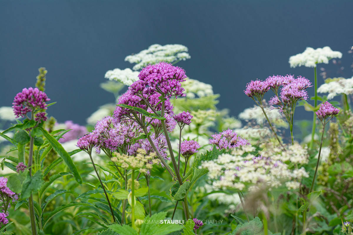 Wiesen-Bärenklau (Heracleum sphondylium) und Baldrian (Valeriana officinalis agg.)