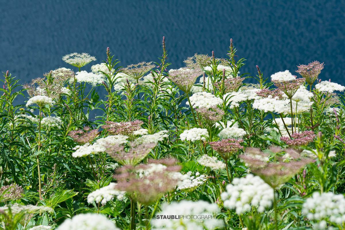Wiesen-Bärenklau (Heracleum sphondylium)