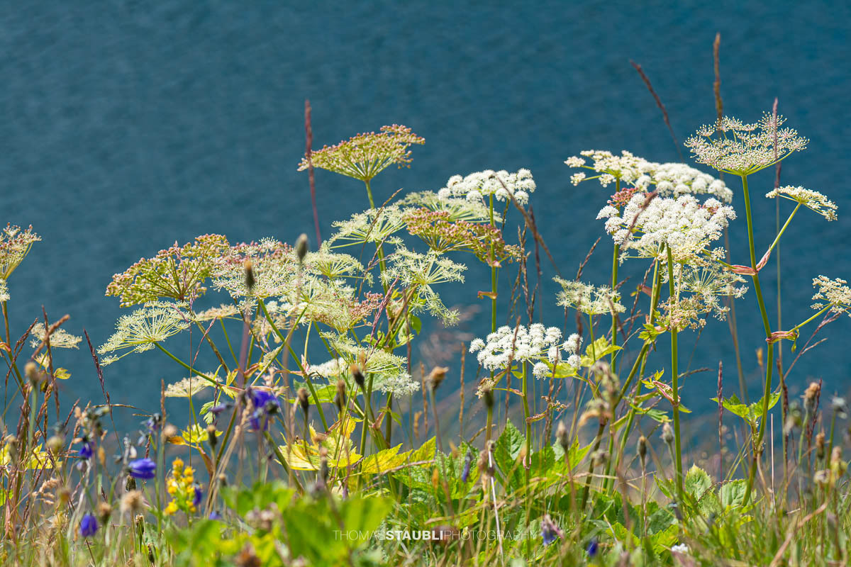 Wiesen-Bärenklau (Heracleum sphondylium)