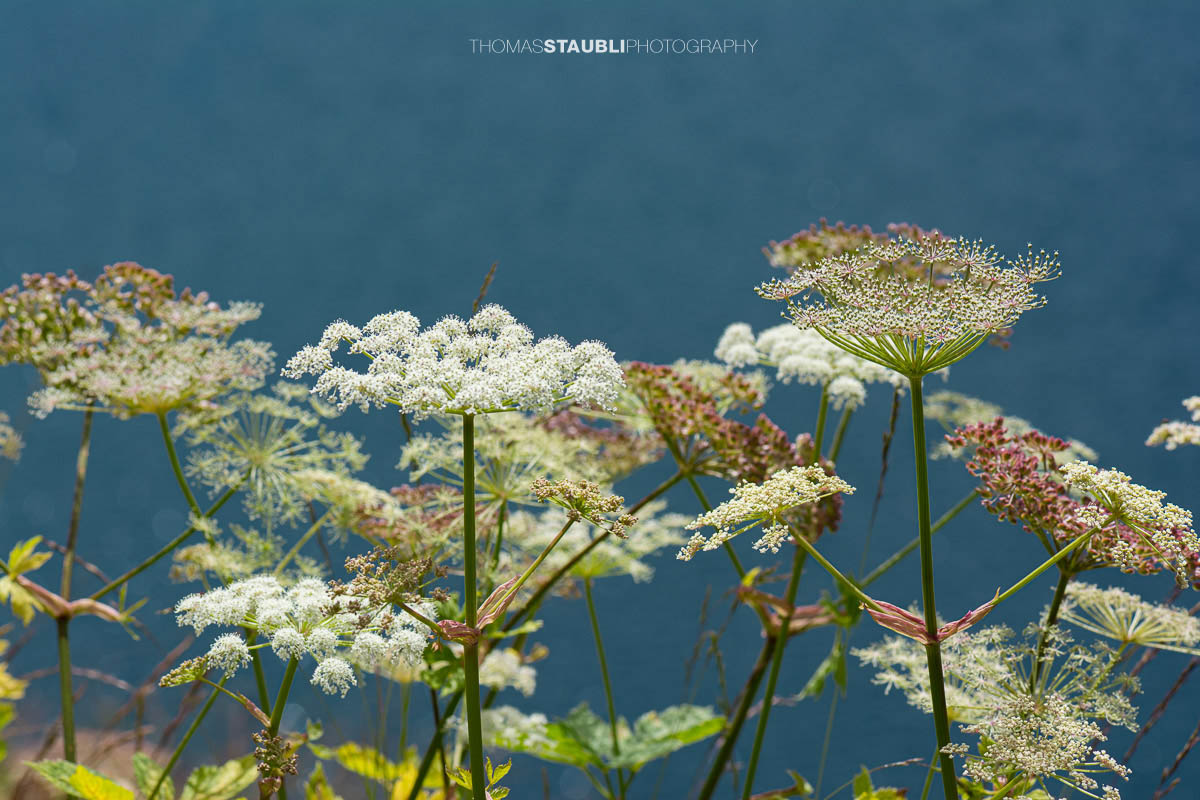 Wiesen-Bärenklau (Heracleum sphondylium)