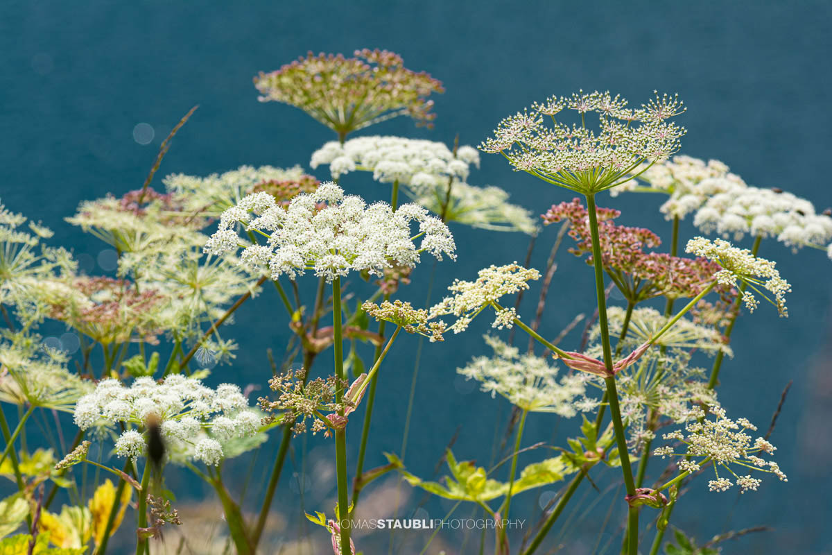 Wiesen-Bärenklau (Heracleum sphondylium)
