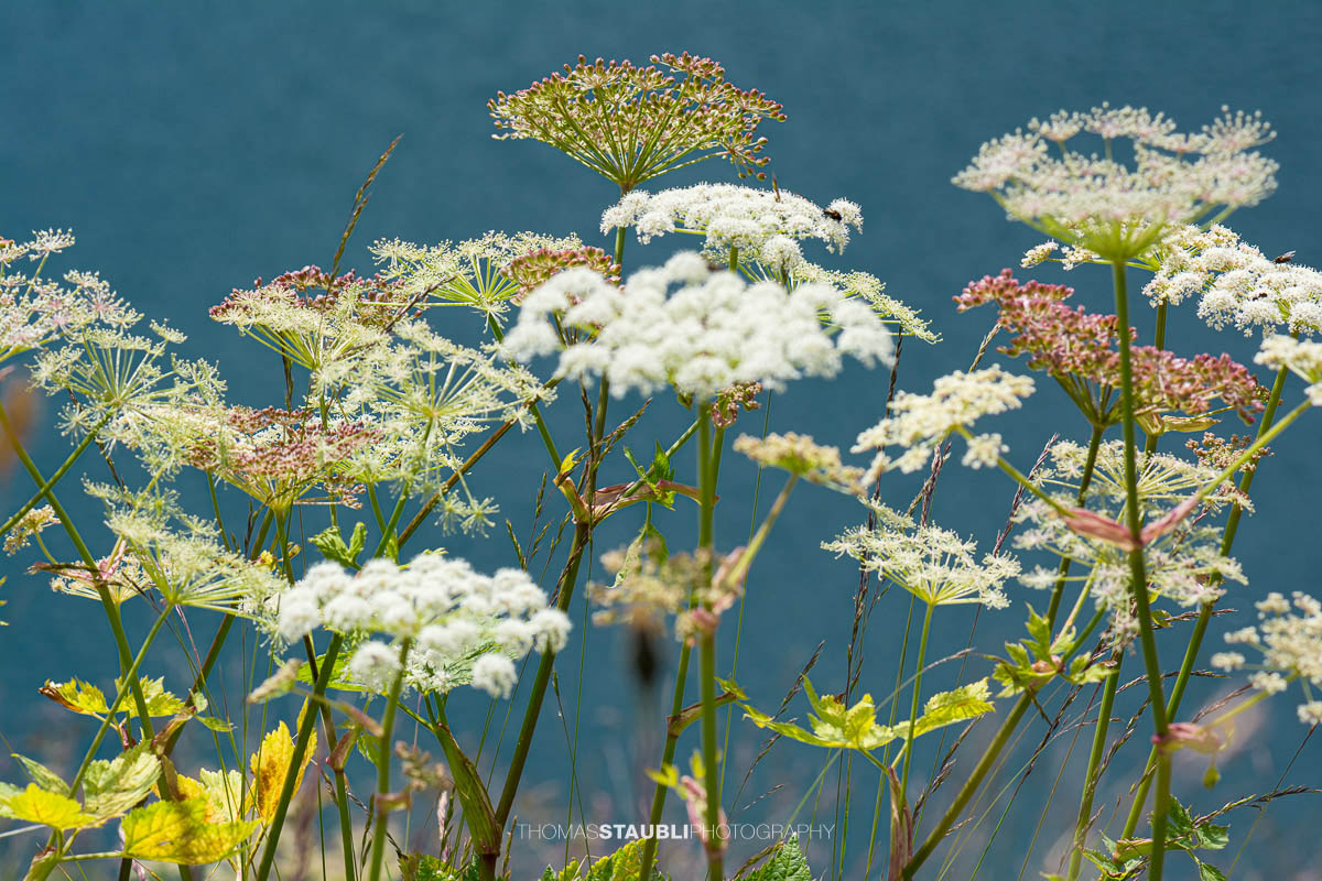 Wiesen-Bärenklau (Heracleum sphondylium)