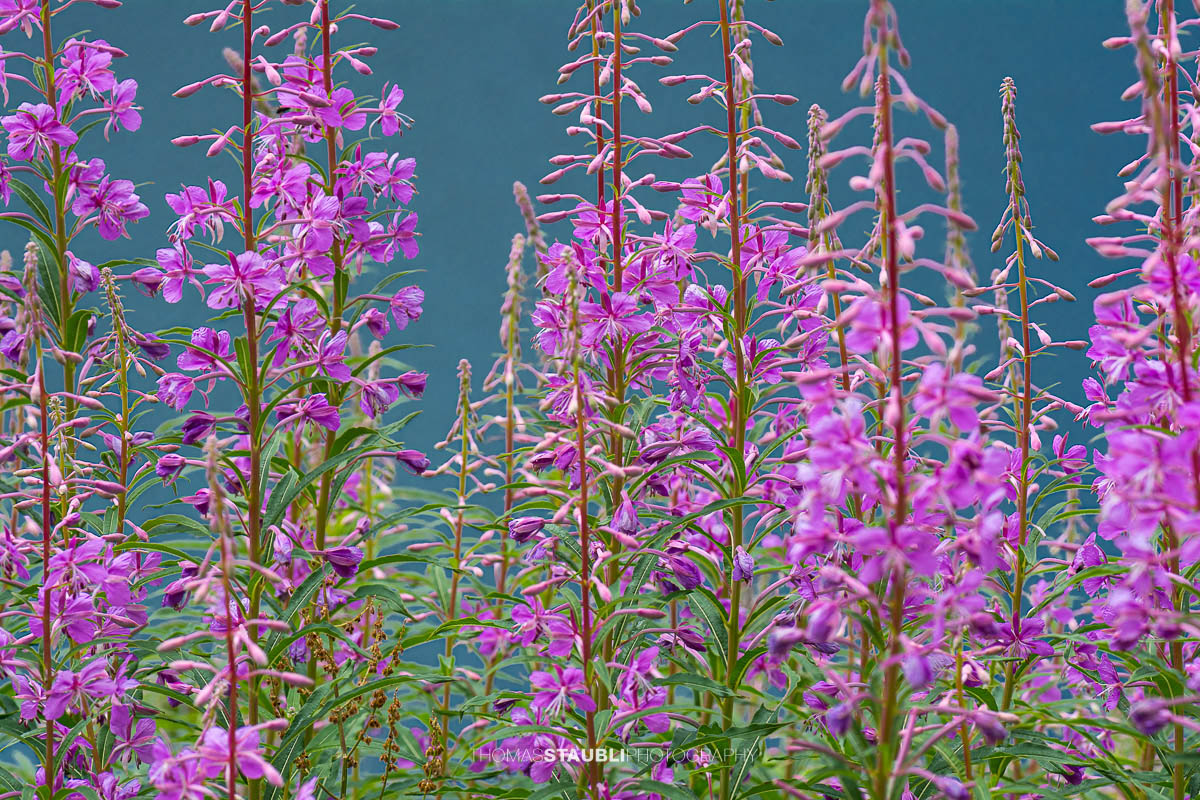Schmalblättriges Weidenröschen (Epilobium angustifolium)