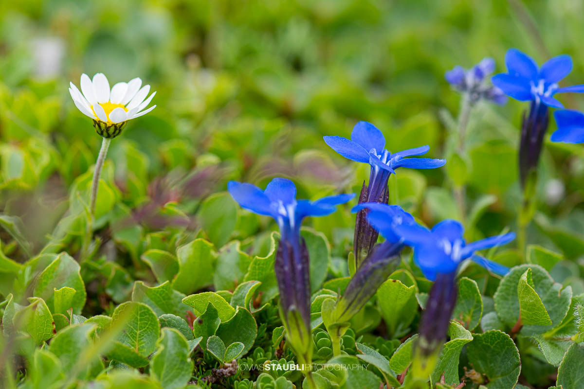 Clusius-Enzian (Gentiana clusii) und Alpen-Margerite (Leucanthemopsis alpina)