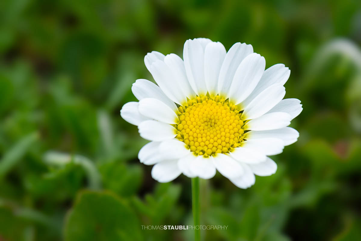 Alpen-Margerite (Leucanthemopsis alpina)