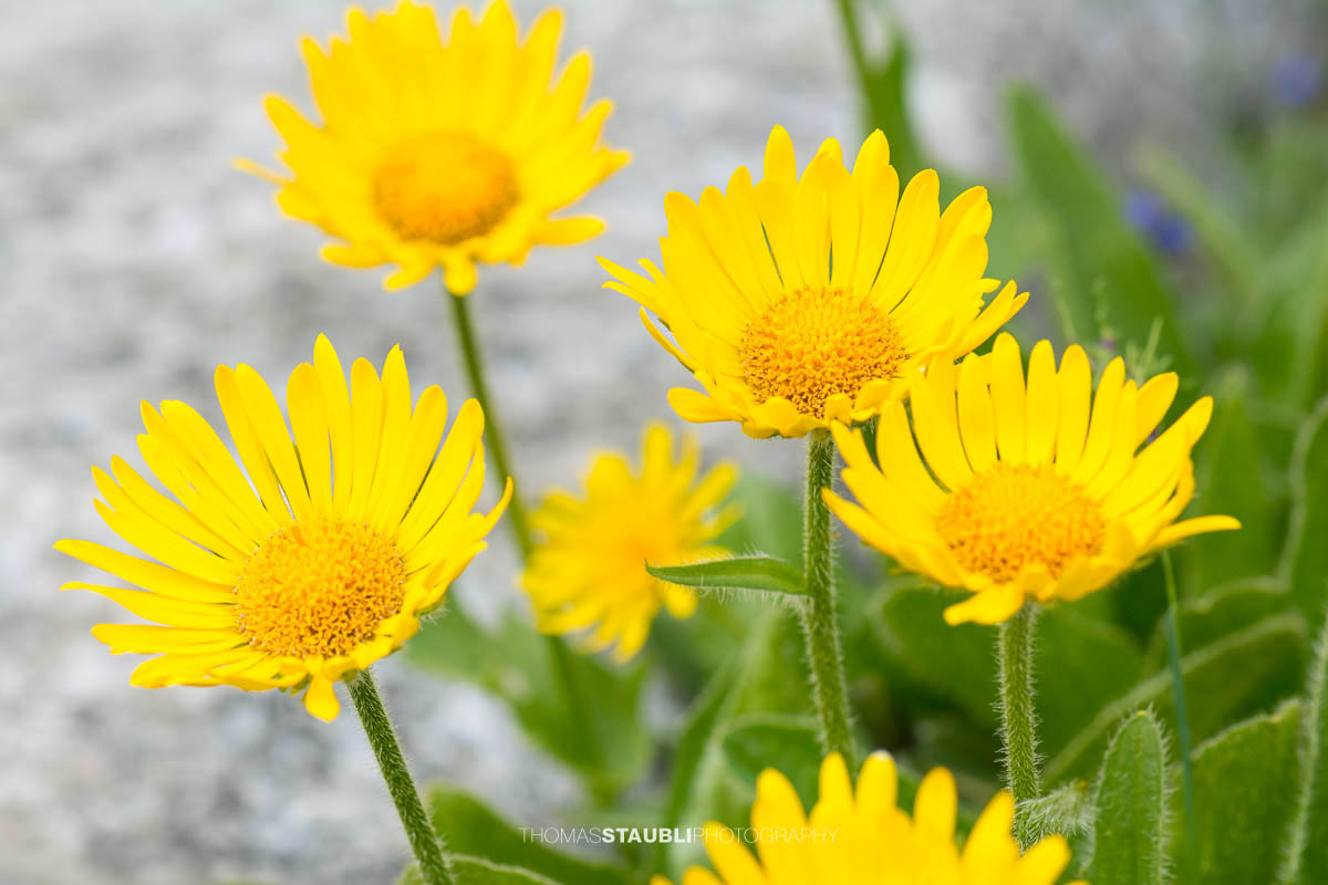 Die Gemswurz wirkt wie ein kleines Stück Sonne im Geröll – robust, klar und leuchtend, ein typischer Farbakzent der alpinen Sommerlandschaft rund um den Gotthard.