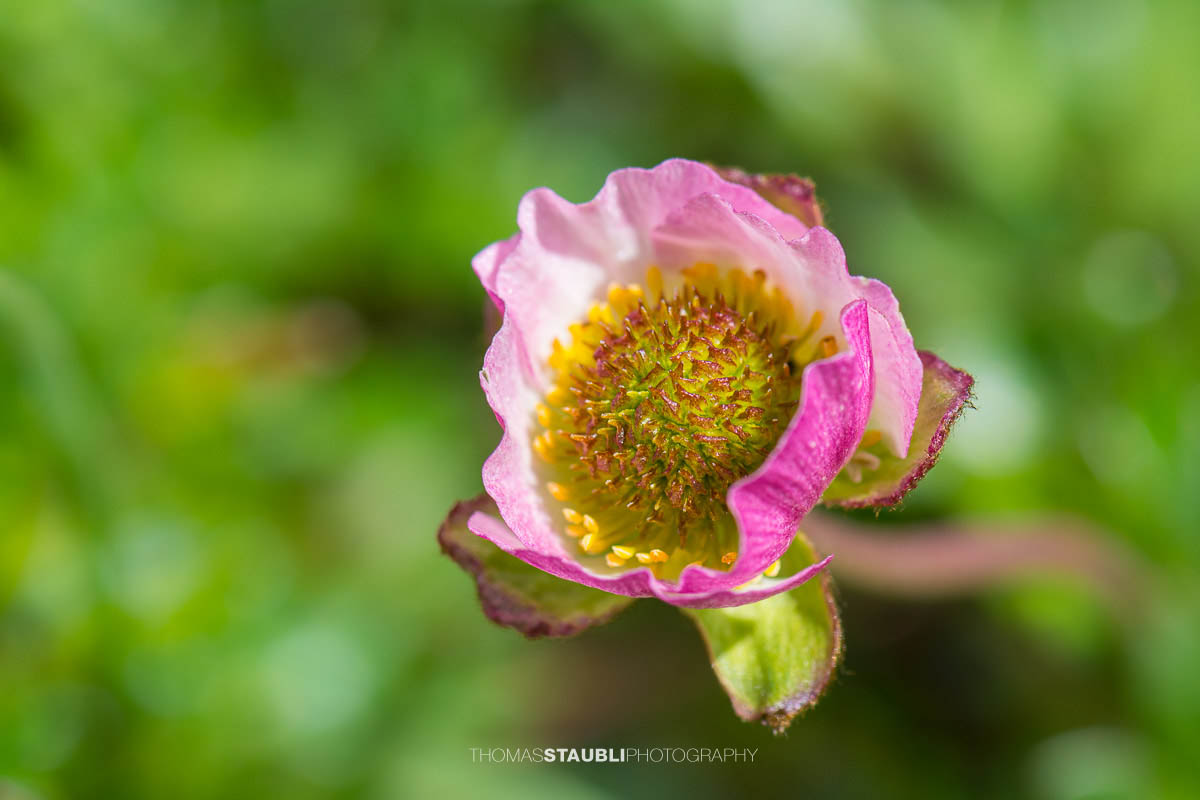 Gegenblättriger Steinbrech (Saxifraga oppositifolia)