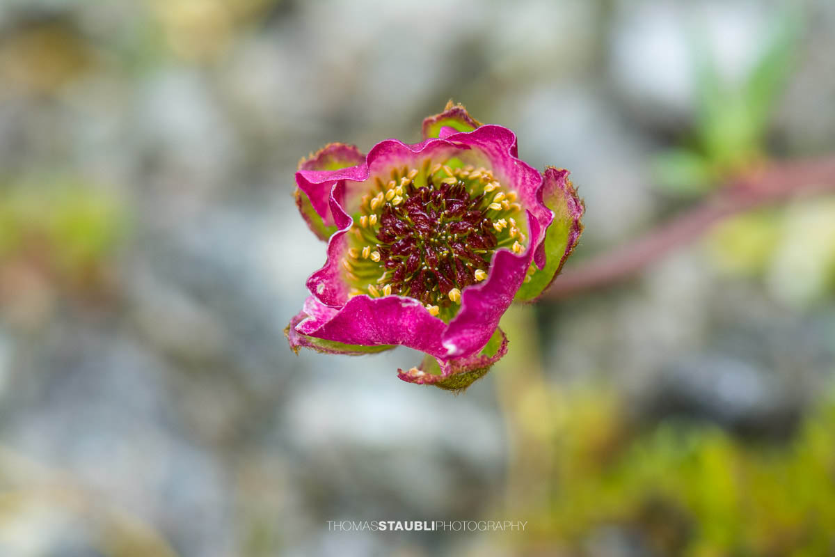 Gegenblättriger Steinbrech (Saxifraga oppositifolia)