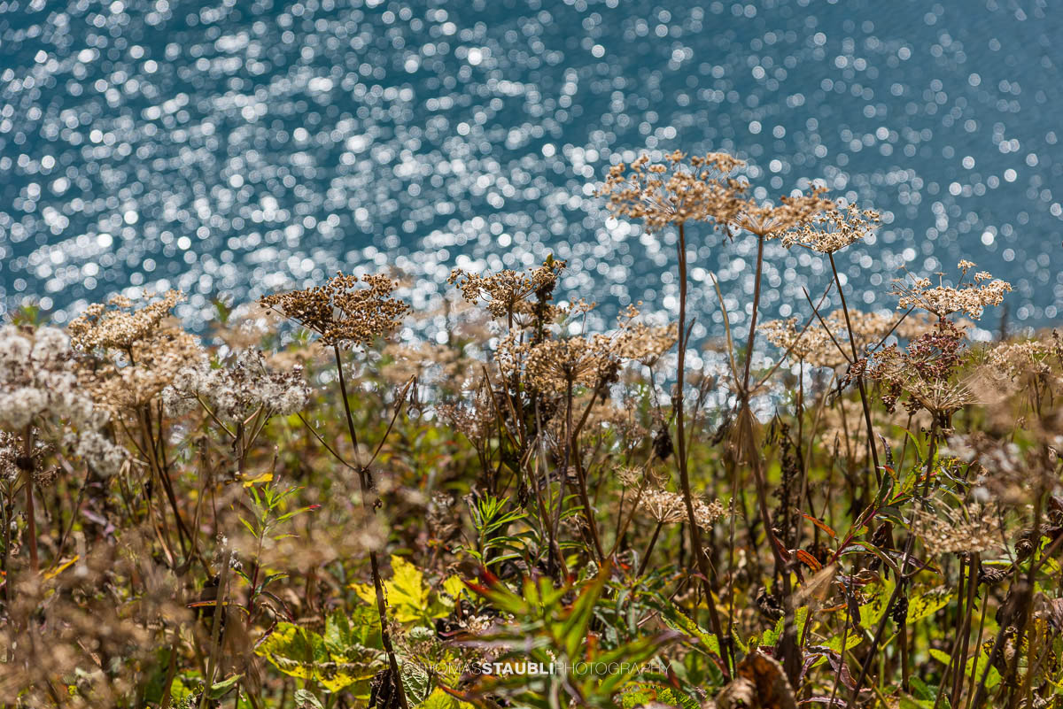 Wildblumen am Lago di Lucendro