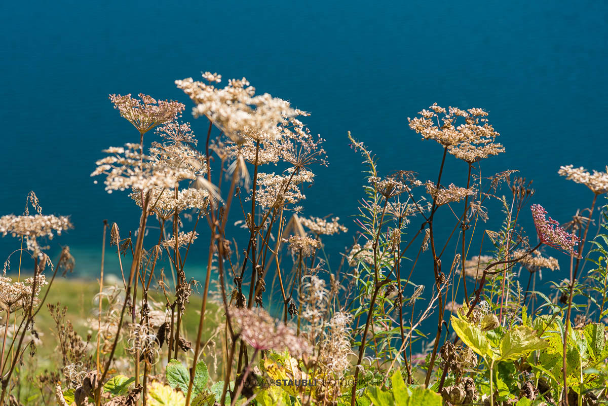 Wildblumen am Lago di Lucendro