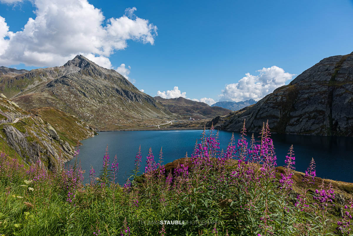 das Schmalblättriges Weidenröschen an den Hängen des Lago di Lucendro