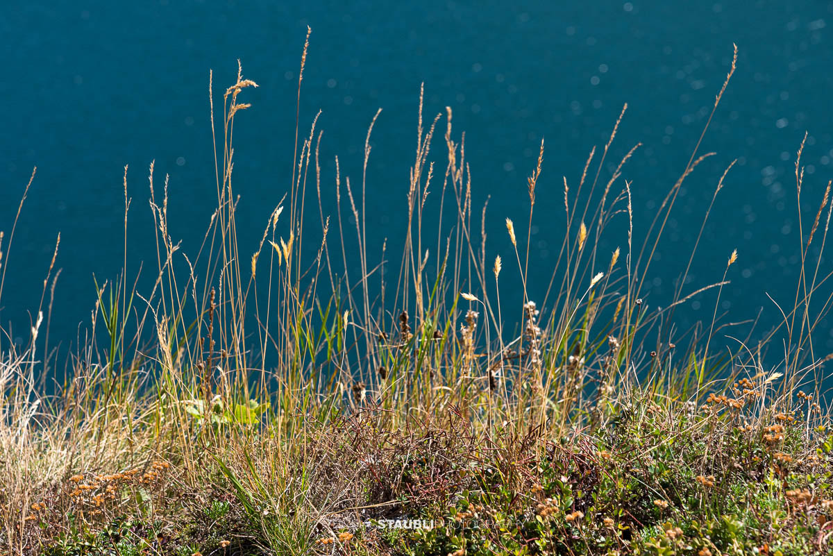 Wildblumen am Lago di Lucendro