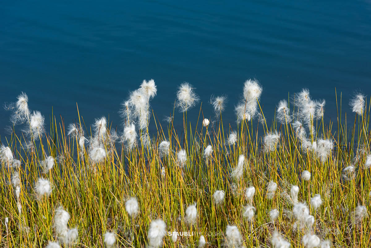 Wollgras am Laghi della Valletta