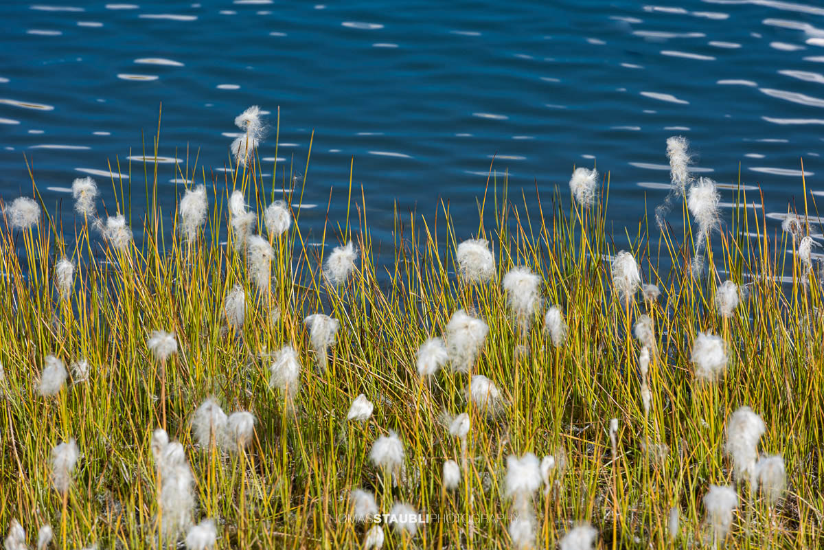 Wollgras am Laghi della Valletta