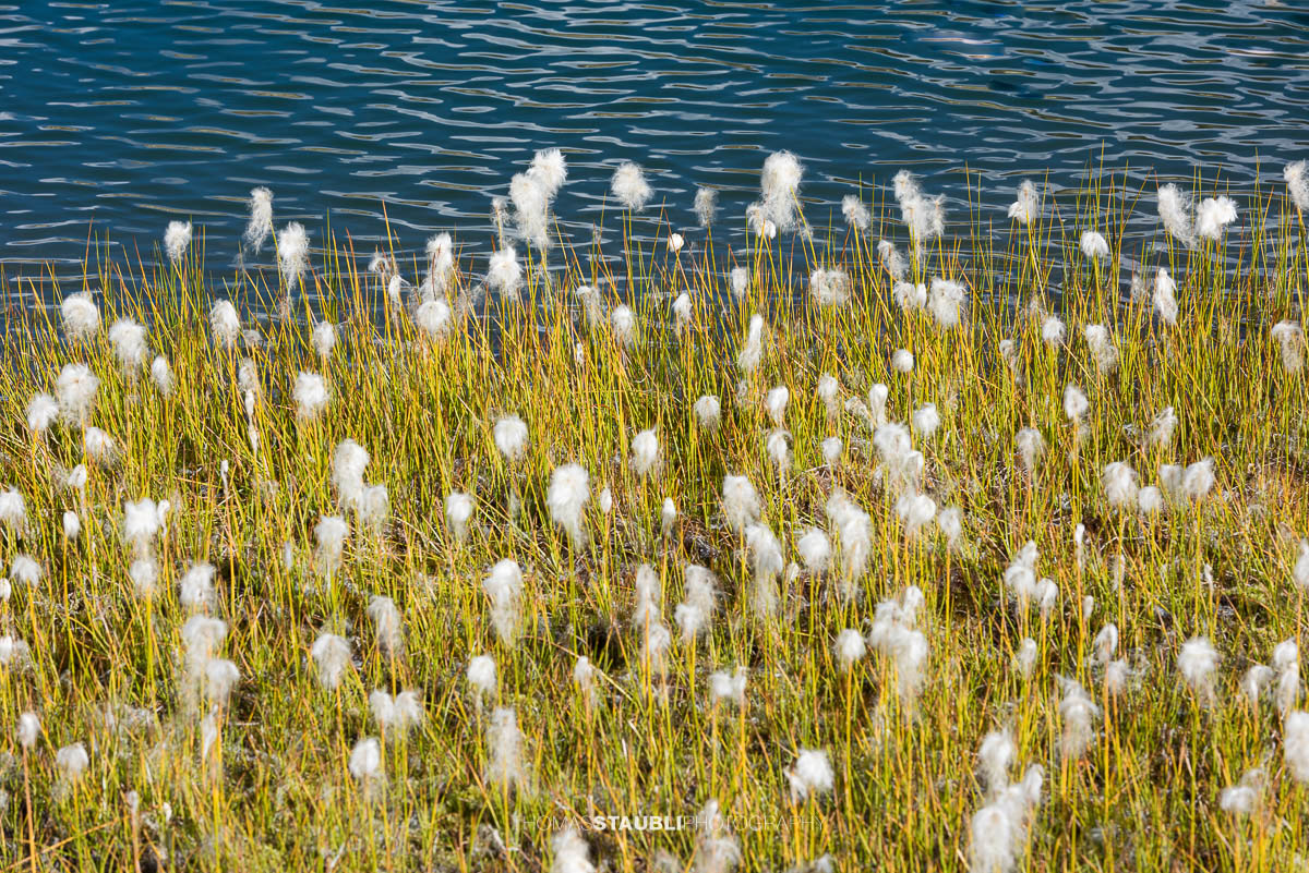 Wollgras am Laghi della Valletta