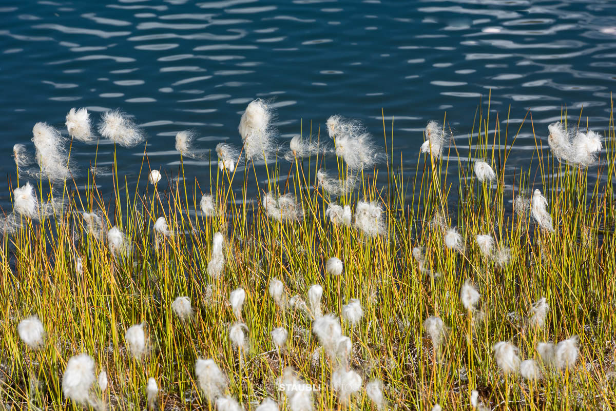 Wollgras am Laghi della Valletta