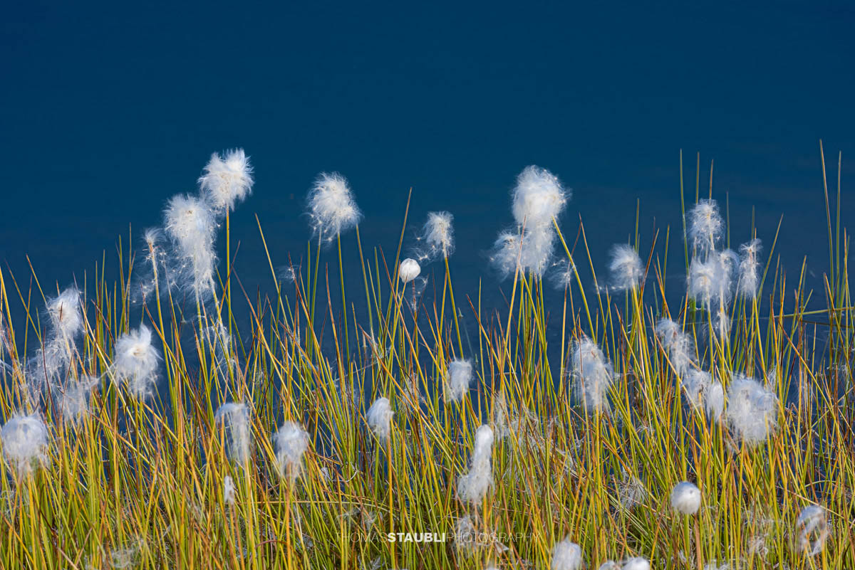 Wollgras am Laghi della Valletta