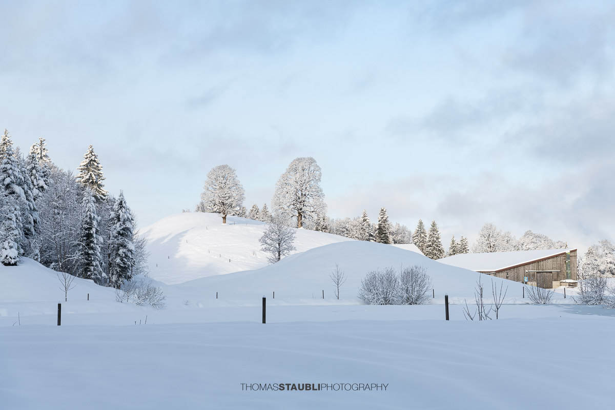 Teilweise zugefrorener Weiher mit Eisflächen und Schnee, umgeben von verschneiten Bäumen und sanften Hügeln im ruhigen Morgenlicht.