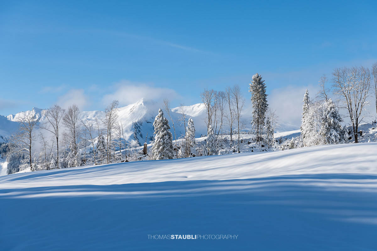 Sanfte, verschneite Hügel im Vorder Oberberg bei Illgau mit vereisten Bäumen und lichten Wolken am Himmel.