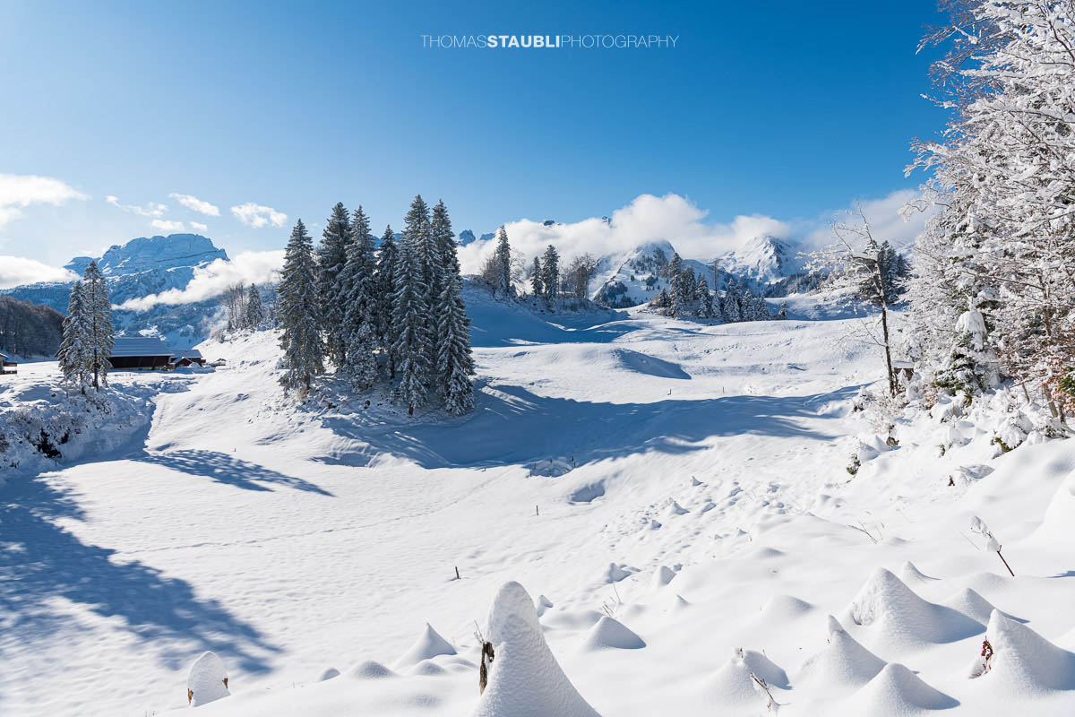 Verschneite Hügellandschaft im Vorder Oberberg oberhalb von Illgau mit schneebedeckten Bäumen und Blick auf die Zentralschweizer Alpen unter blauem Himmel.