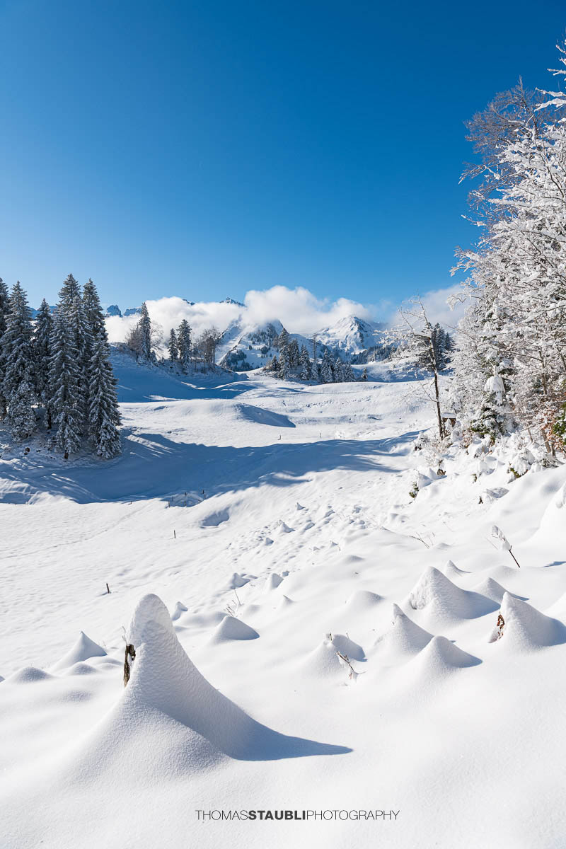 Verschneite Hügellandschaft im Vorder Oberberg oberhalb von Illgau mit schneebedeckten Bäumen und Blick auf die Zentralschweizer Alpen unter blauem Himmel.