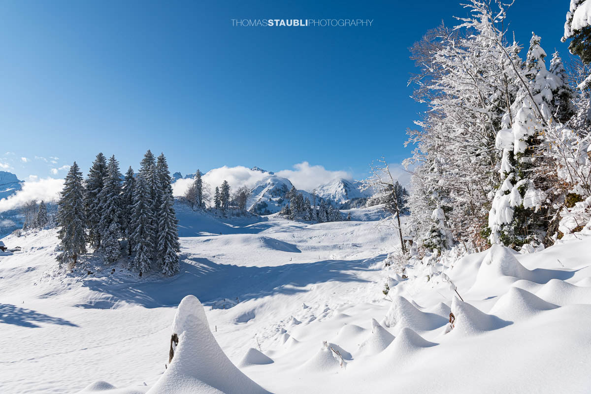Verschneite Hügellandschaft im Vorder Oberberg oberhalb von Illgau mit schneebedeckten Bäumen und Blick auf die Zentralschweizer Alpen unter blauem Himmel.