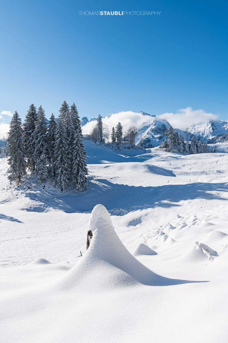 Verschneite Hügellandschaft im Vorder Oberberg oberhalb von Illgau mit schneebedeckten Bäumen und Blick auf die Zentralschweizer Alpen unter blauem Himmel.