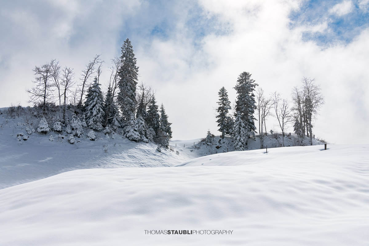 Sanfte, verschneite Hügel im Vorder Oberberg bei Illgau mit vereisten Bäumen und lichten Wolken am Himmel.