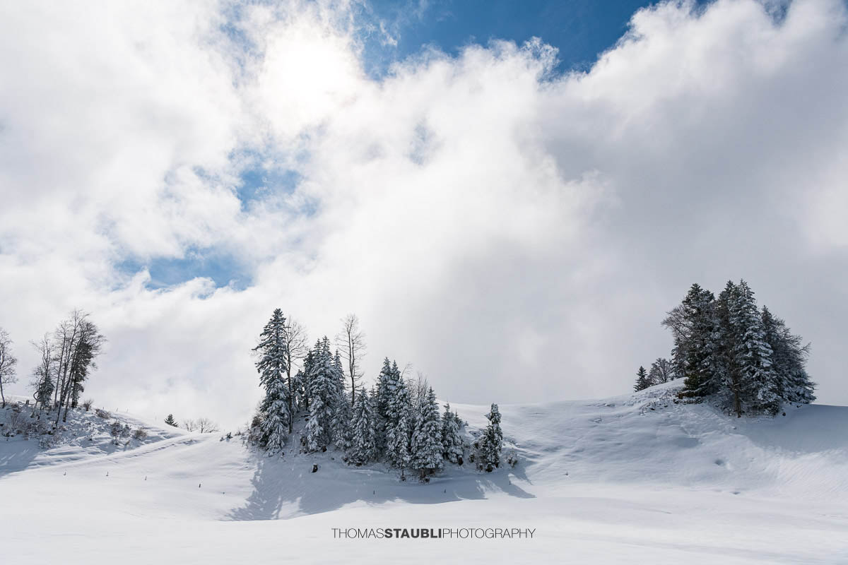 Sanfte, verschneite Hügel im Vorder Oberberg bei Illgau mit vereisten Bäumen und lichten Wolken am Himmel.