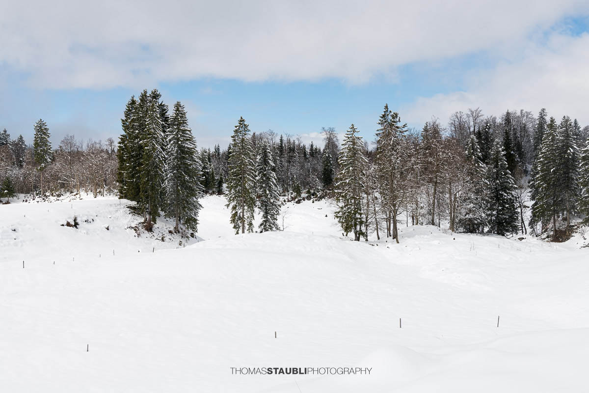 Sanfte, verschneite Hügel im Vorder Oberberg bei Illgau mit vereisten Bäumen und lichten Wolken am Himmel.