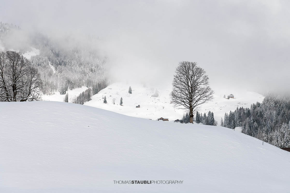 Sanfte, verschneite Hügel im Vorder Oberberg bei Illgau mit verschneiten Bäumen und diffusem Licht am Himmel.