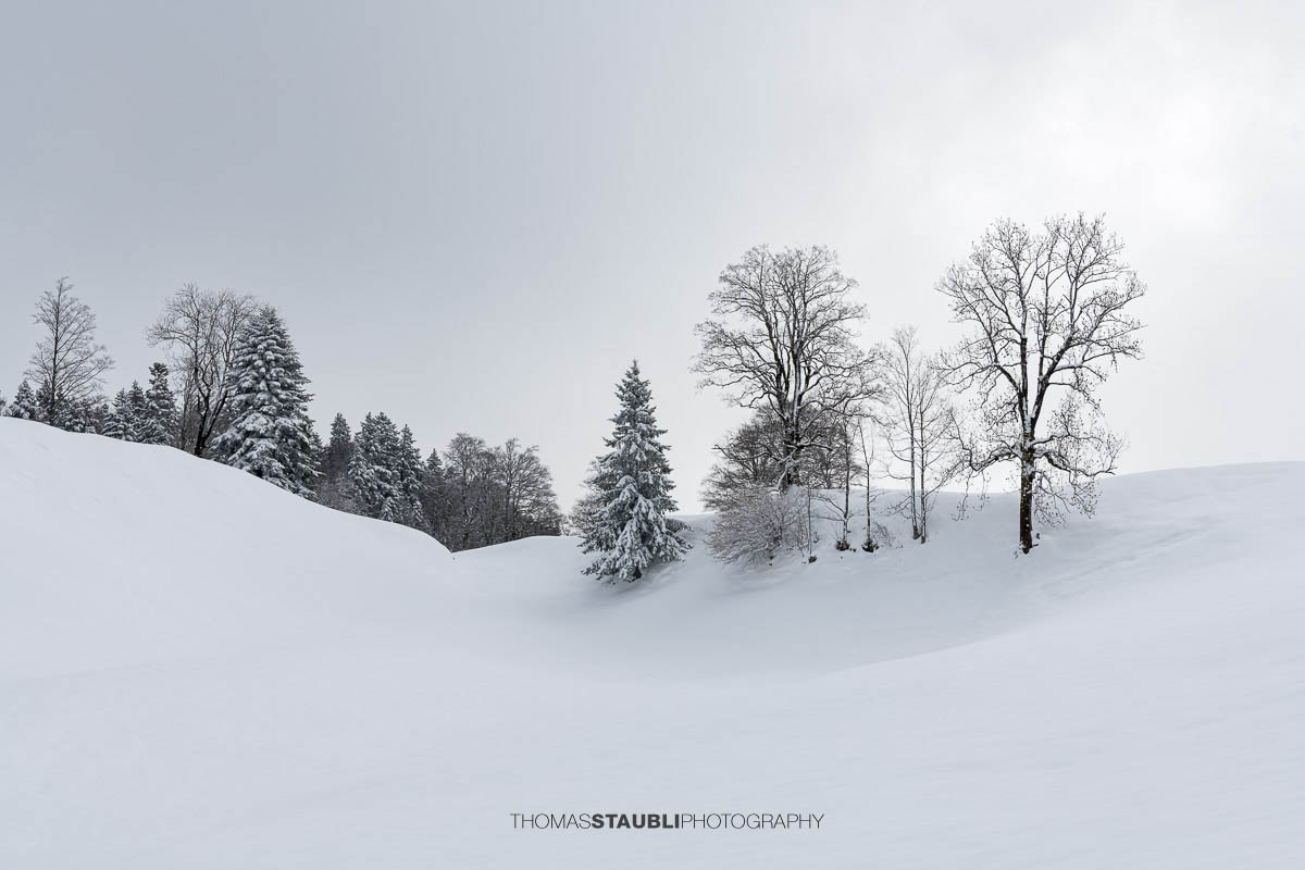Sanfte, verschneite Hügel im Vorder Oberberg bei Illgau mit verschneiten Bäumen und diffusem Licht am Himmel.
