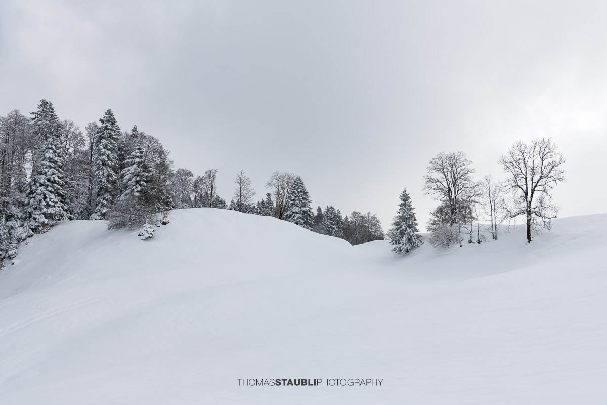Sanfte, verschneite Hügel im Vorder Oberberg bei Illgau mit verschneiten Bäumen und diffusem Licht am Himmel.