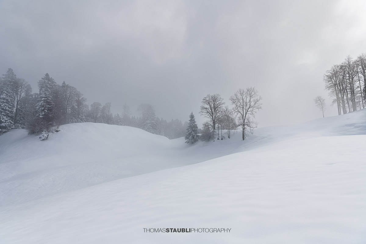 Sanfte, verschneite Hügel im Vorder Oberberg bei Illgau mit verschneiten Bäumen und diffusem Licht am Himmel.