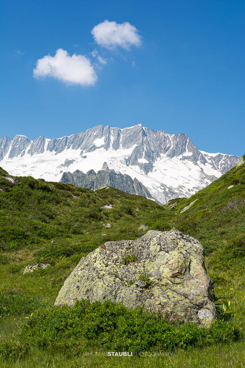 Dammastock unter blauem Himmel