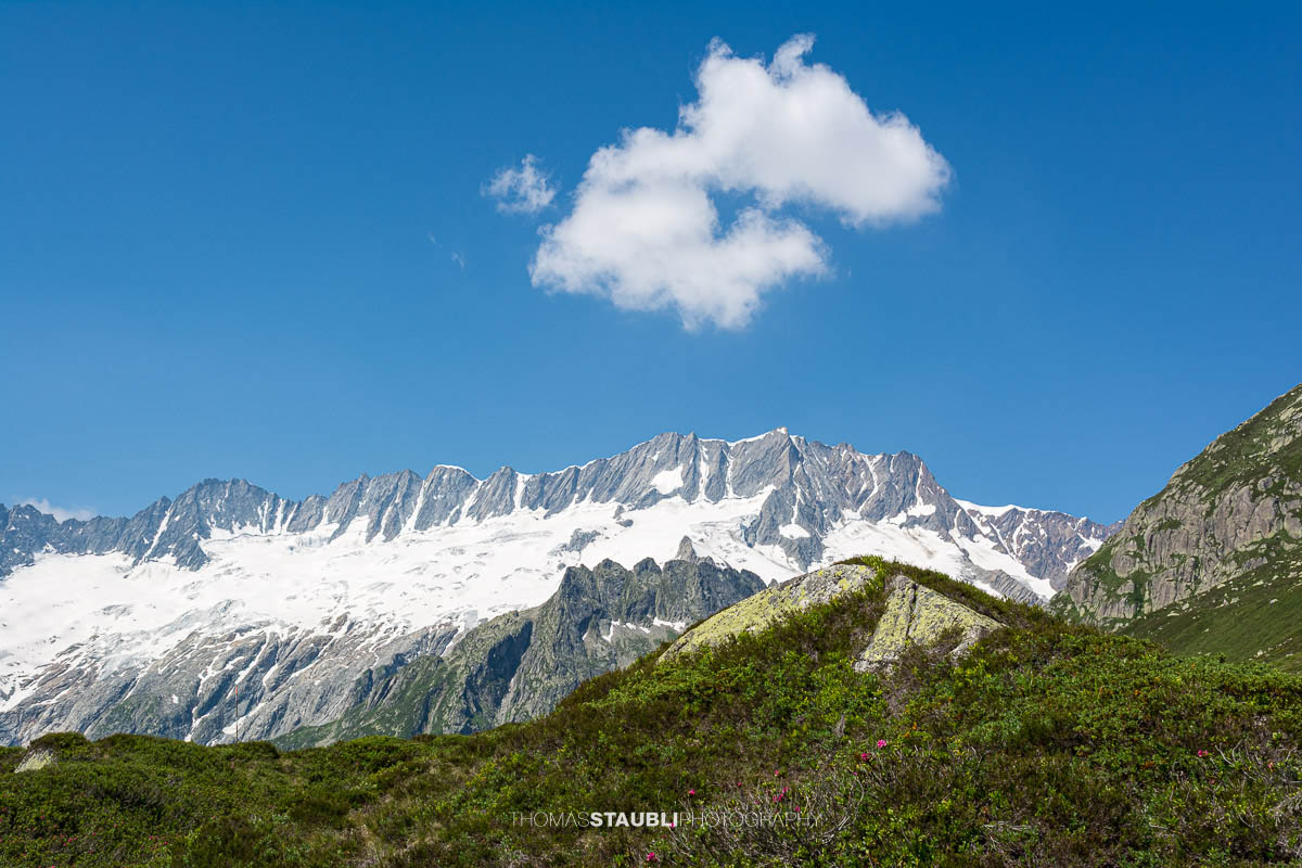 Dammastock unter blauem Himmel