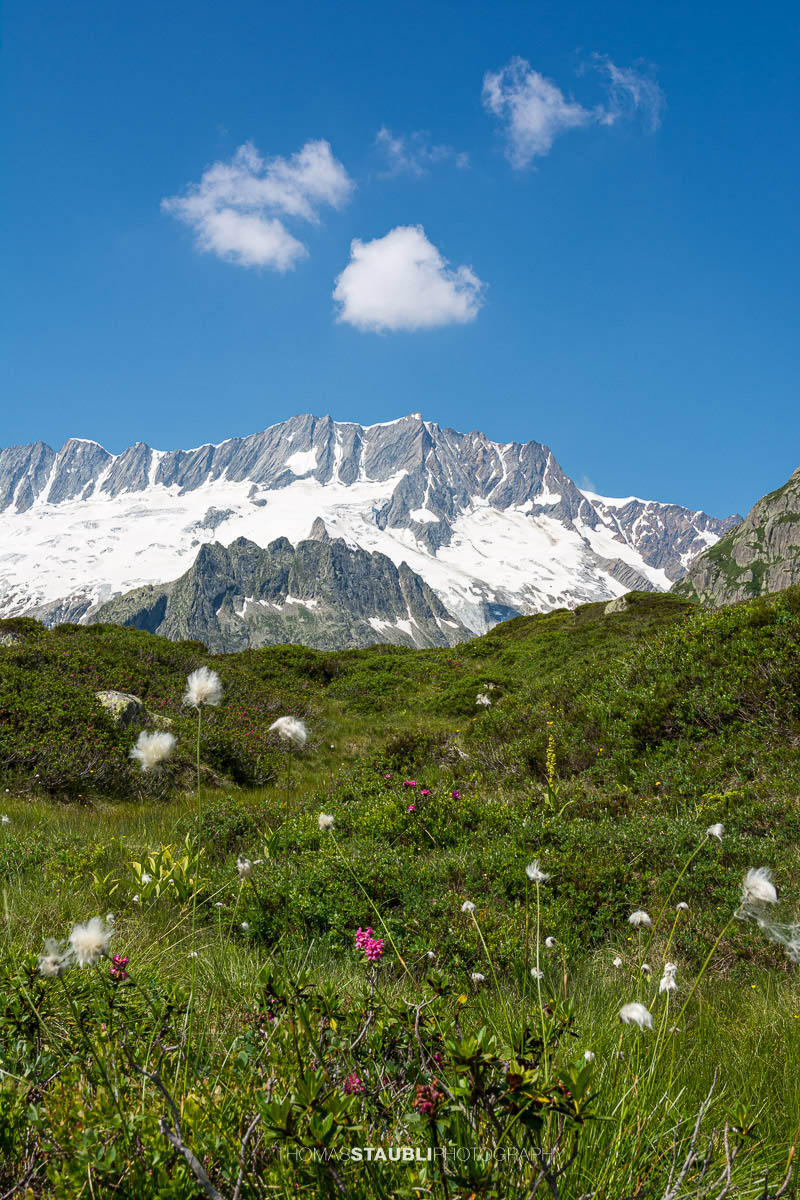 Dammastock unter blauem Himmel