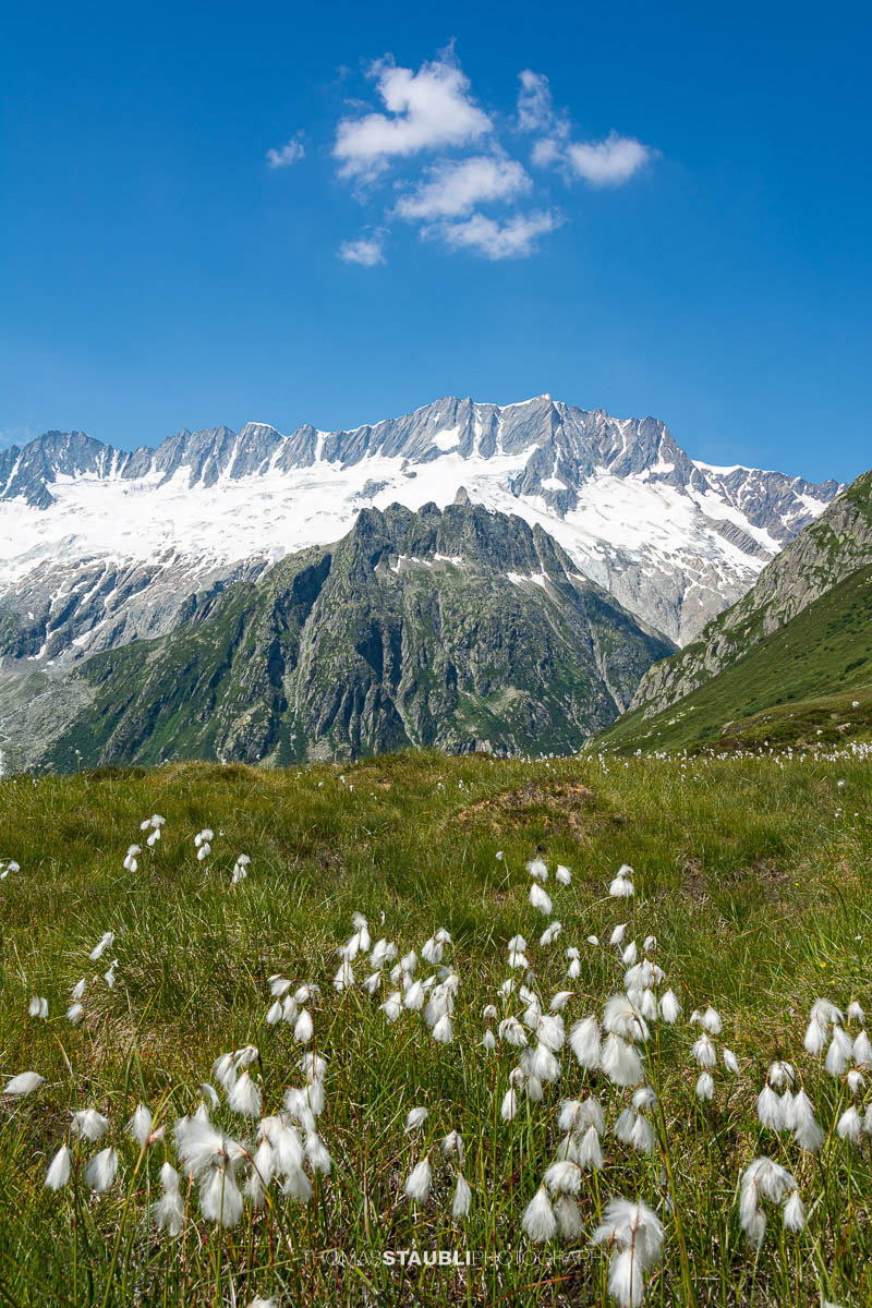 Blick zum Dammagletscher in den Urner Alpen, schneebedecktes Bergmassiv über grüner Alpweide mit blühendem Wollgras unter blauem Himmel.