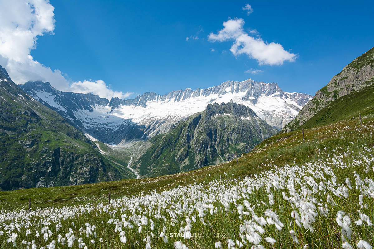 Blick zum Dammagletscher in den Urner Alpen, schneebedecktes Bergmassiv über grüner Alpweide mit blühendem Wollgras unter blauem Himmel.